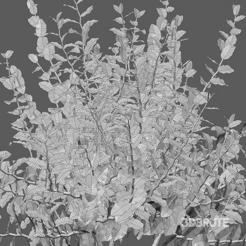 Euphorbia tithymaloides – Pedilanthus tithymaloides Image 4