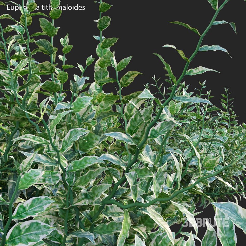 Euphorbia tithymaloides – Pedilanthus tithymaloides Image 3