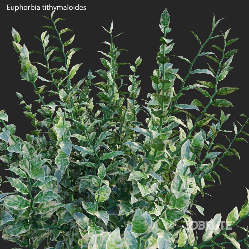 Euphorbia tithymaloides – Pedilanthus tithymaloides Image 2