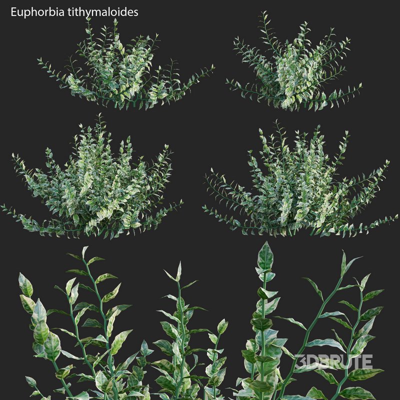 Euphorbia tithymaloides – Pedilanthus tithymaloides Image 1