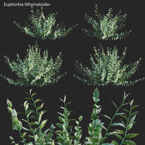 Euphorbia tithymaloides – Pedilanthus tithymaloides