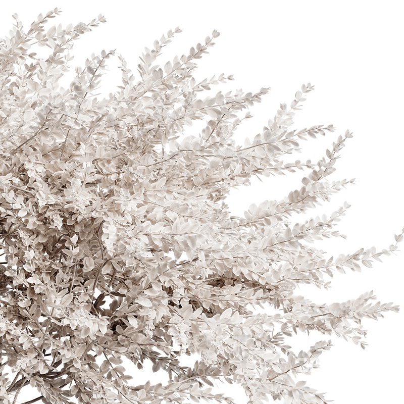 Indoor Plant 26 Image 3