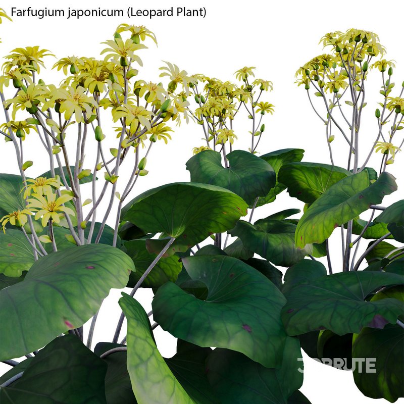 Farfugium japonicum – Leopard Plant Image 3