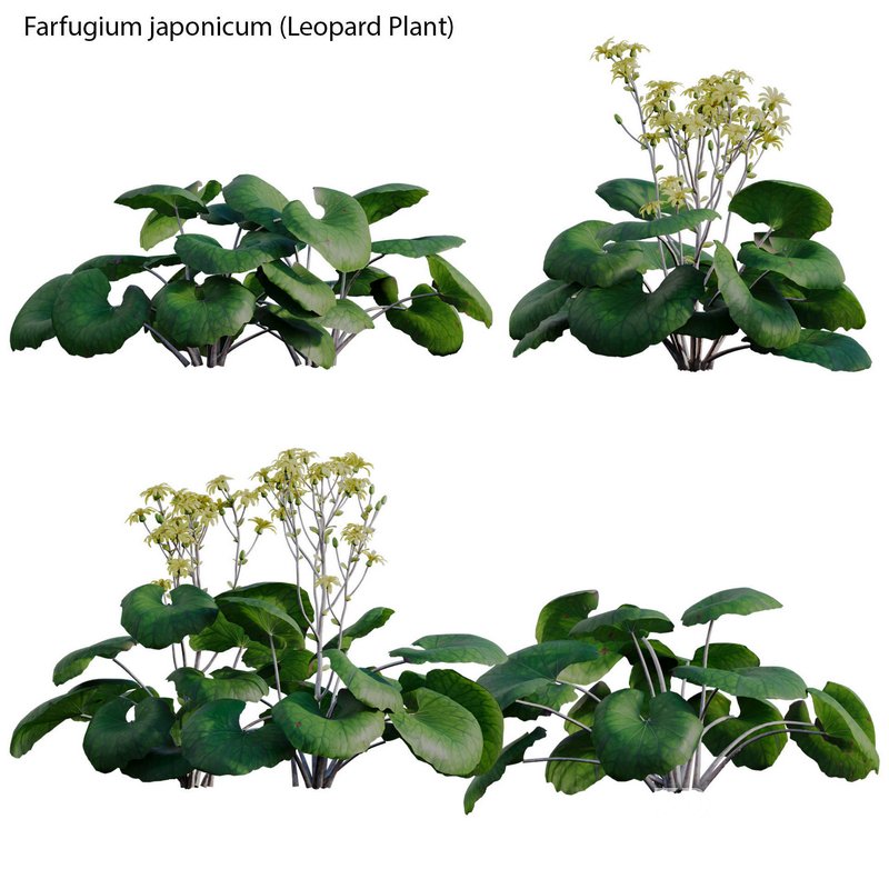 Farfugium japonicum – Leopard Plant Image 1