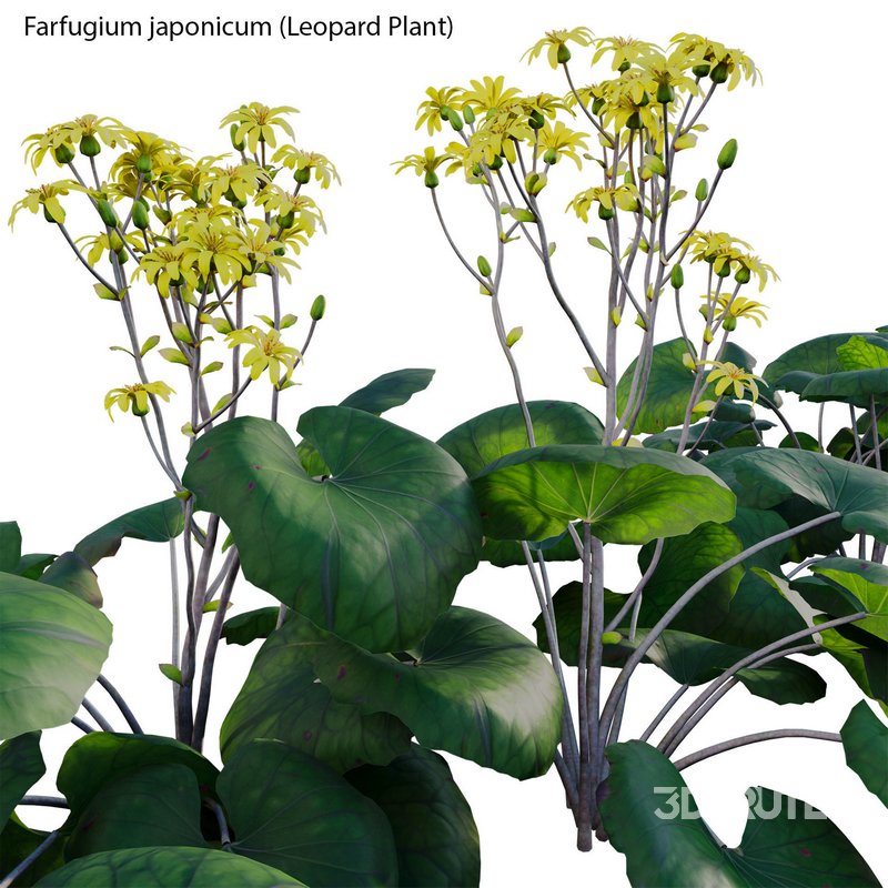 Farfugium japonicum – Leopard Plant Image 4