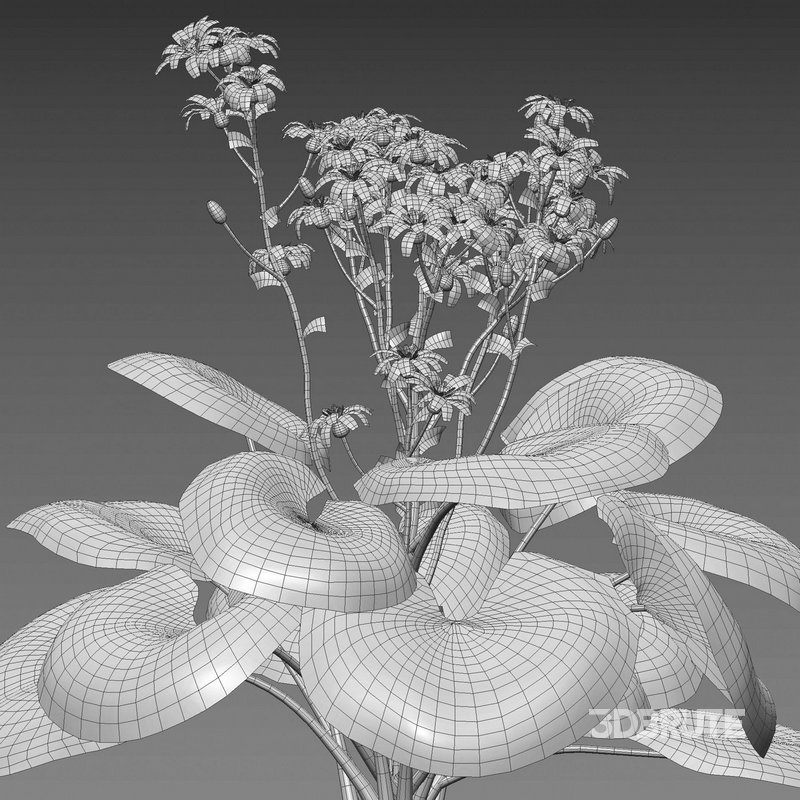 Farfugium japonicum – Leopard Plant Image 5