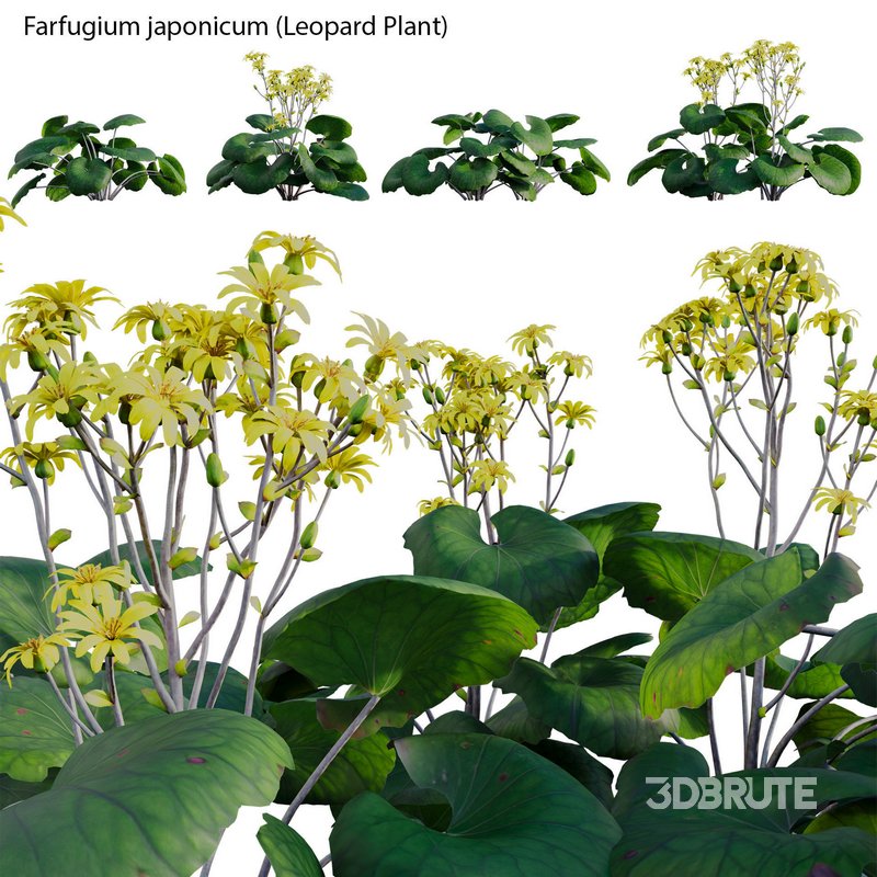 Farfugium japonicum – Leopard Plant Image 2