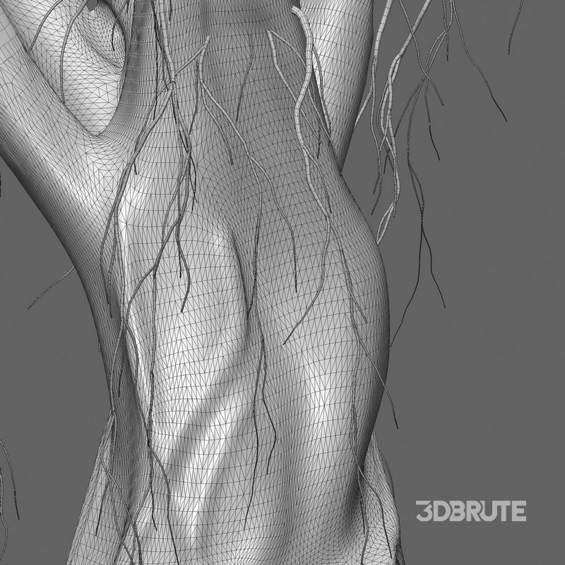 Ficus bengalensis Image 6