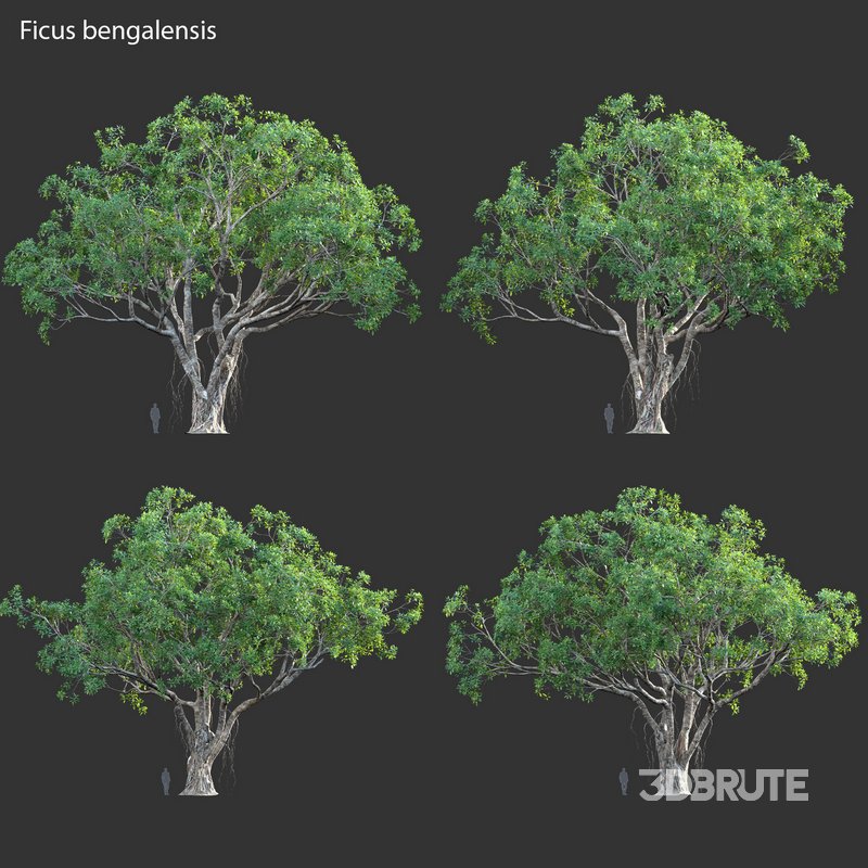 Ficus bengalensis Image 3