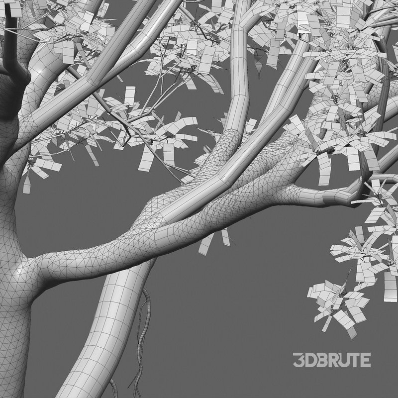 Ficus bengalensis Image 5