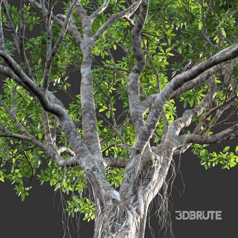 Ficus bengalensis Image 2