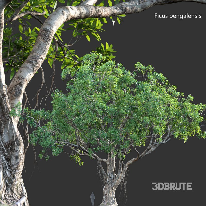 Ficus bengalensis Image 1