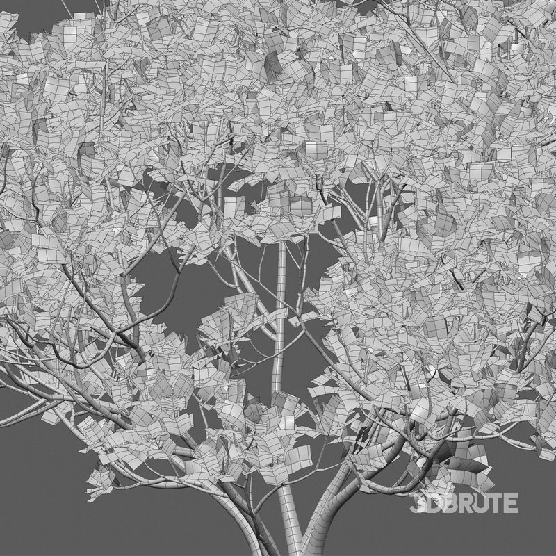 Ficus lyrata – Fiddle Leaf Fig Image 4