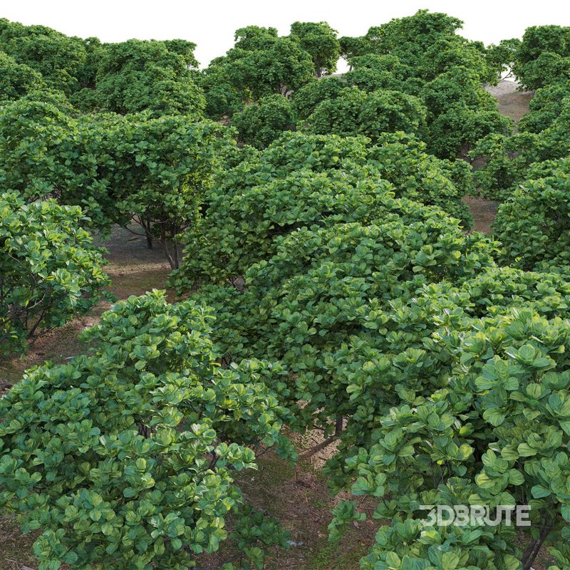 Ficus lyrata – Fiddle Leaf Fig Image 2