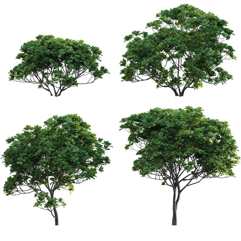 Ficus lyrata – Fiddle Leaf Fig Image 1