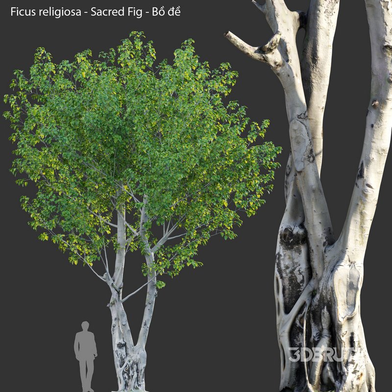 Ficus religiosa – Sacred Fig Image 1