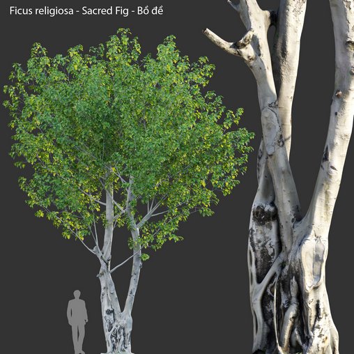 Ficus religiosa – Sacred Fig