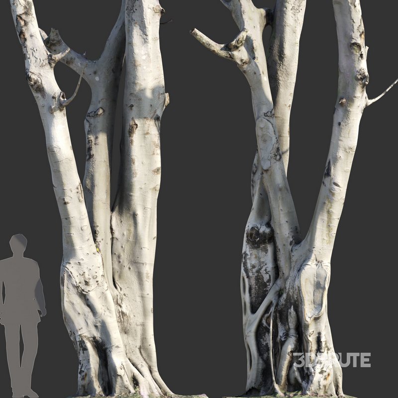 Ficus religiosa – Sacred Fig Image 5