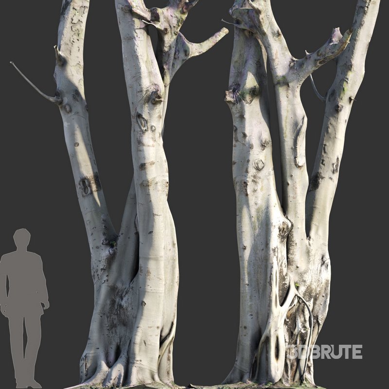 Ficus religiosa – Sacred Fig Image 6