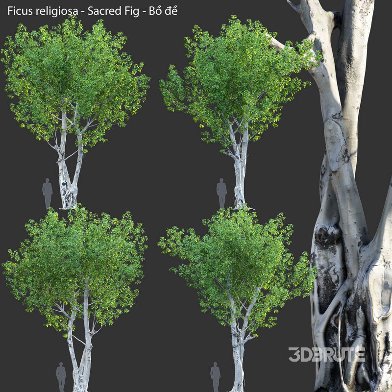 Ficus religiosa – Sacred Fig Image 2