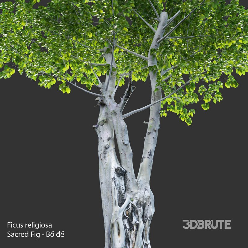 Ficus religiosa – Sacred Fig Image 3