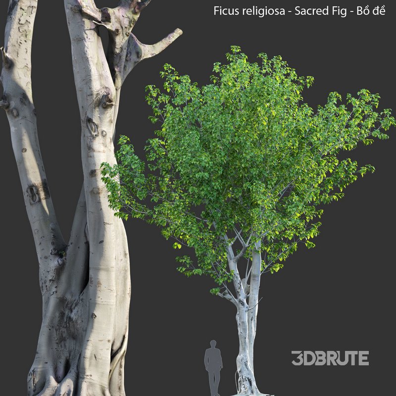 Ficus religiosa – Sacred Fig Image 4