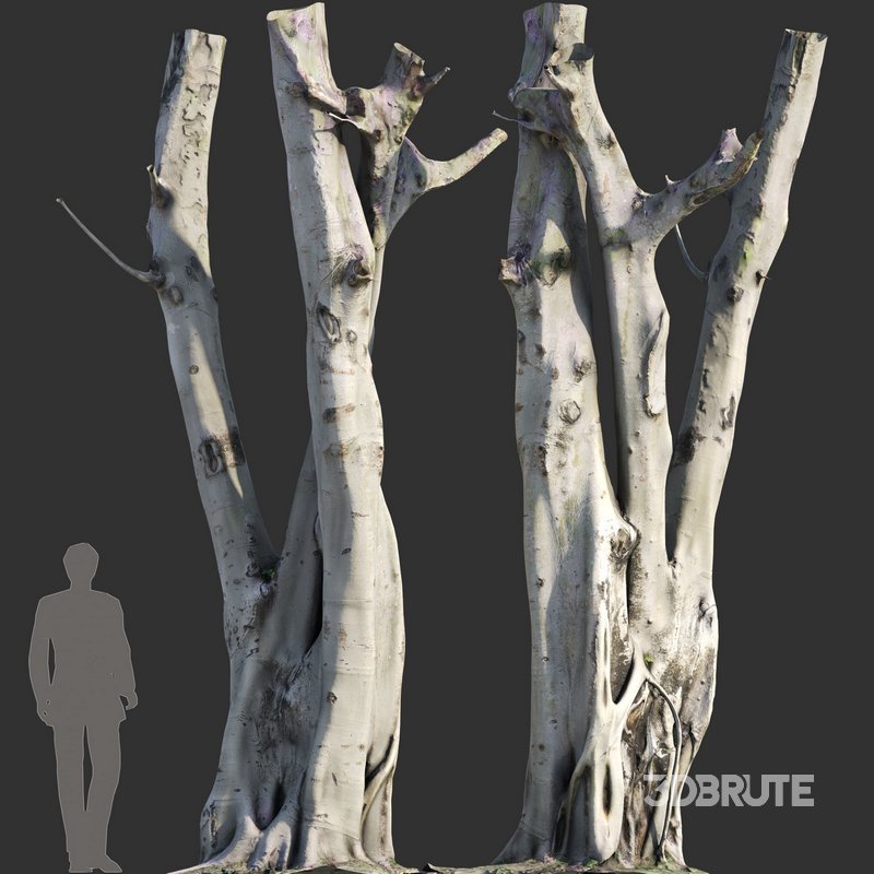 Ficus religiosa Tree Trunk Image 2