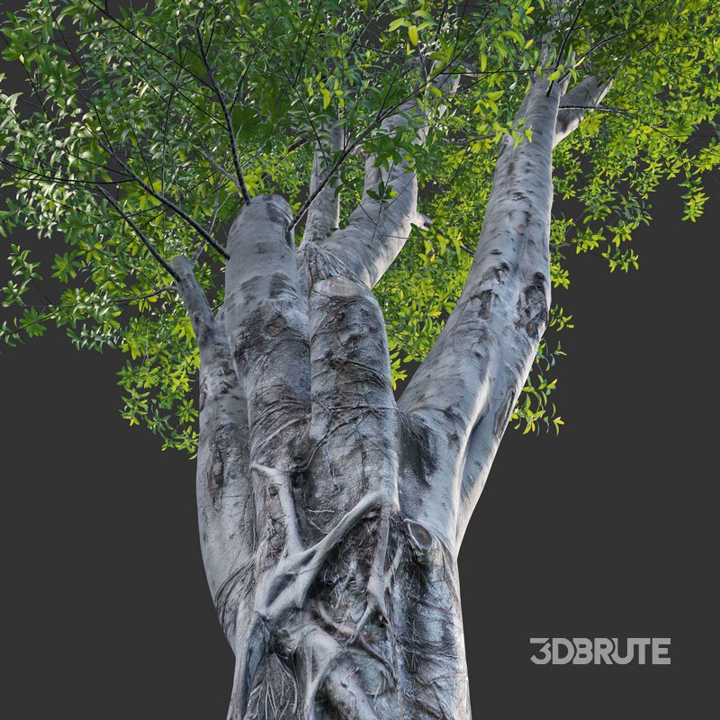 Ficus subpisocarpa – Ficus pisocarpa Blume – 02 Image 4