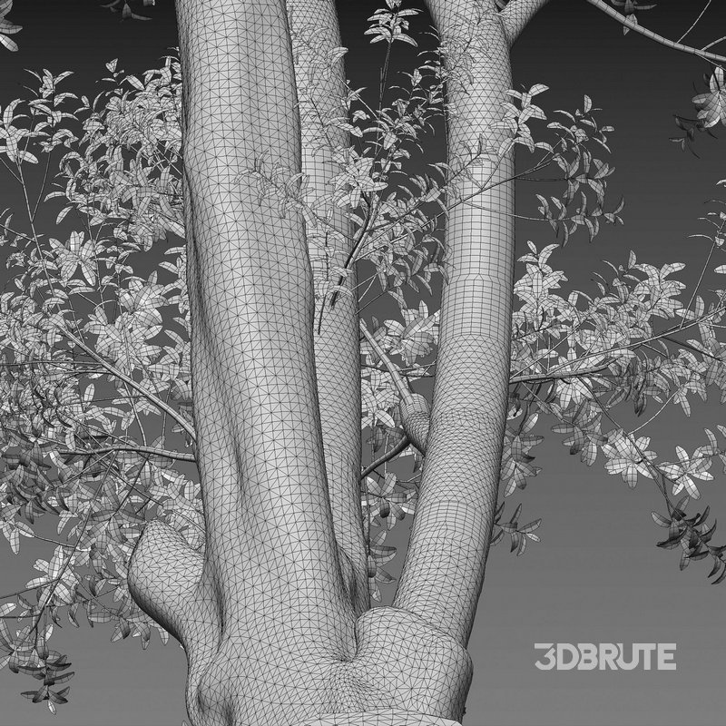 Ficus subpisocarpa – Ficus pisocarpa Blume – 02 Image 5