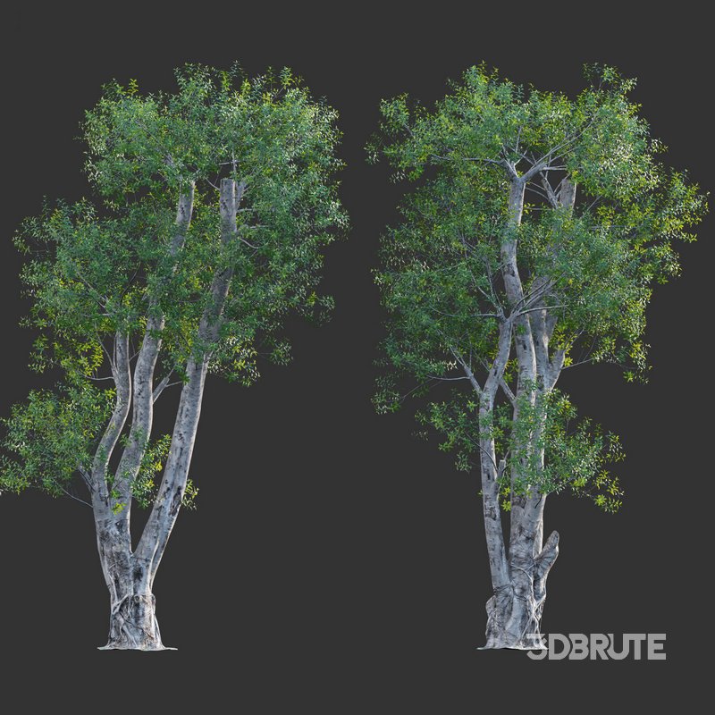 Ficus subpisocarpa – Ficus pisocarpa Blume – 02 Image 3