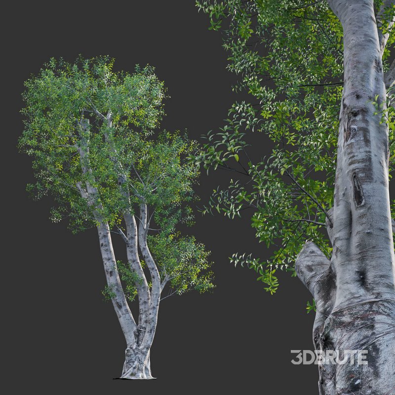 Ficus subpisocarpa – Ficus pisocarpa Blume – 02 Image 1