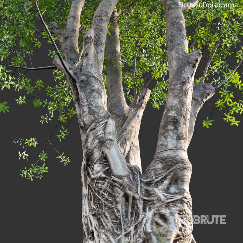 Ficus subpisocarpa – Ficus pisocarpa Blume Image 5