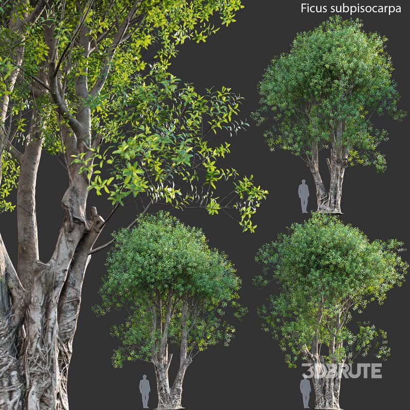 Ficus subpisocarpa – Ficus pisocarpa Blume Image 2