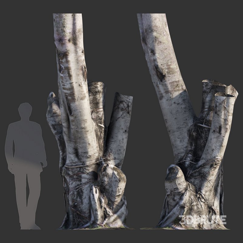 Ficus Tree Trunk 08 Image 2