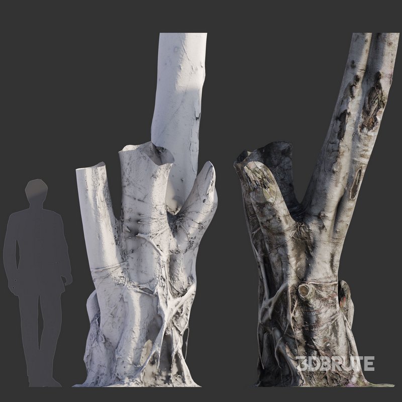 Ficus Tree Trunk 08 Image 3