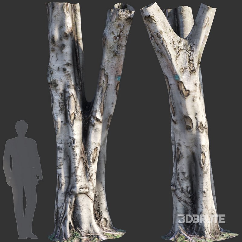 Ficus Tree Trunk 09 Image 2