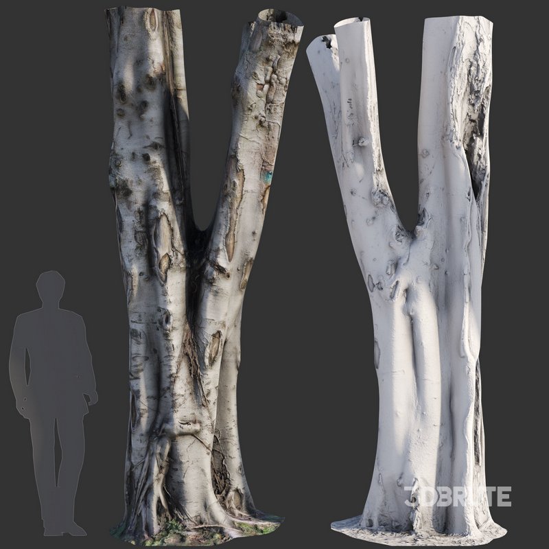 Ficus Tree Trunk 09 Image 3