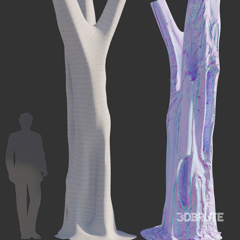 Ficus Tree Trunk 09 Image 4