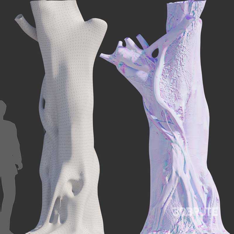 Ficus Tree Trunk 10 Image 4