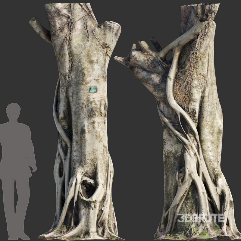 Ficus Tree Trunk 10 Image 2