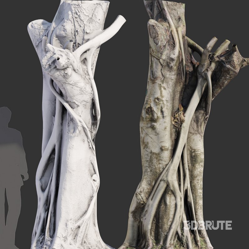 Ficus Tree Trunk 10 Image 3