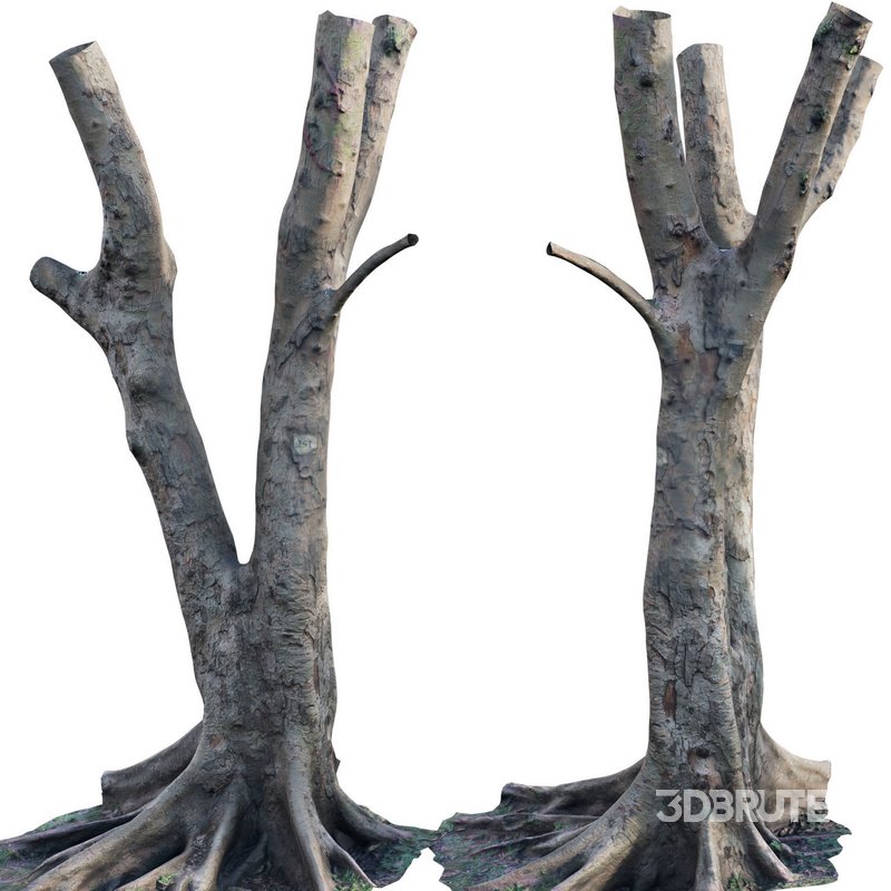 Ficus Tree Trunk 13 Image 2