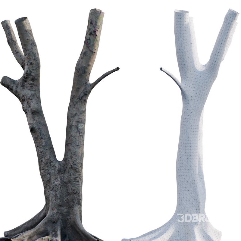 Ficus Tree Trunk 13 Image 4