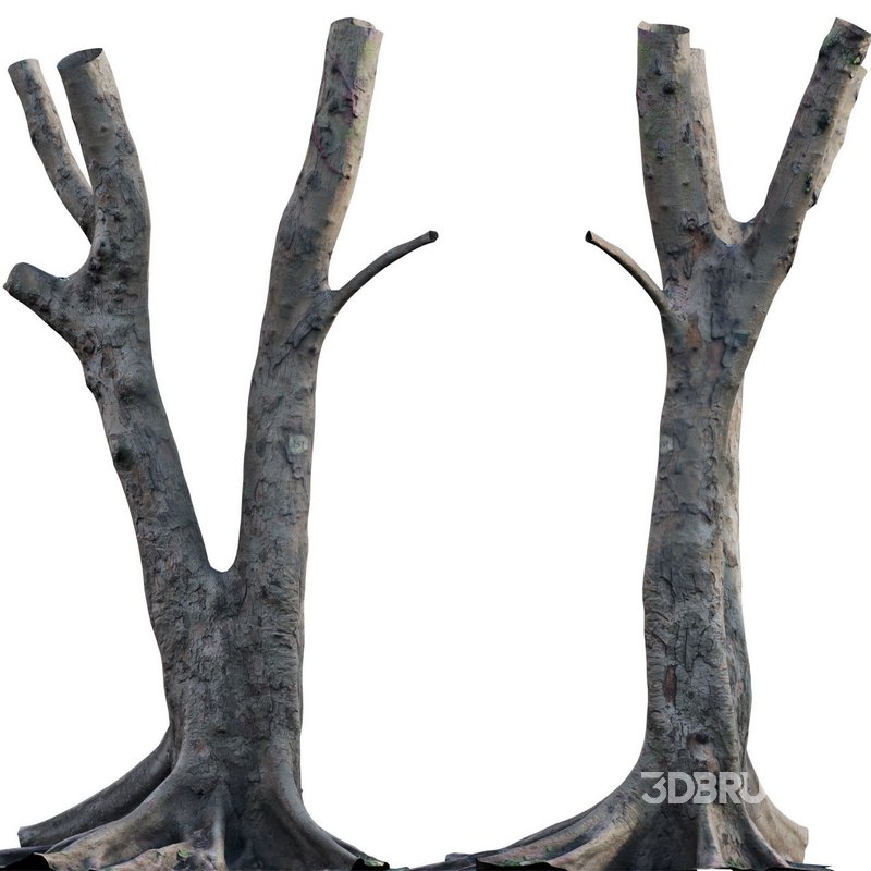 Ficus Tree Trunk 13 Image 3