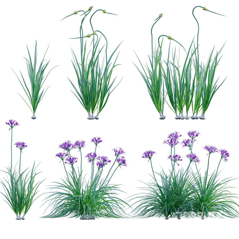 Garlic – Allium sativum Image 1