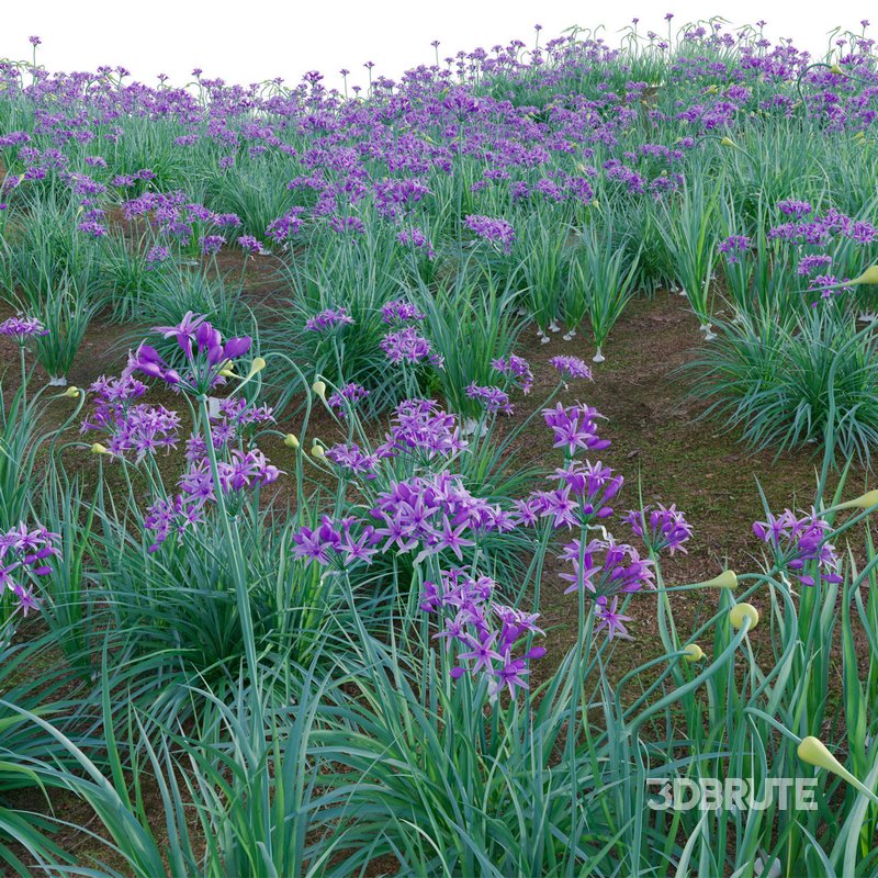 Garlic – Allium sativum Image 4