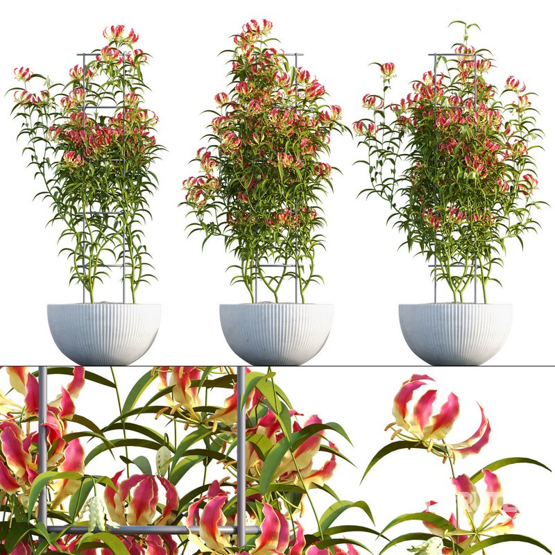 Gloriosa Lily – Flame lily – Climbing Lily Image 1