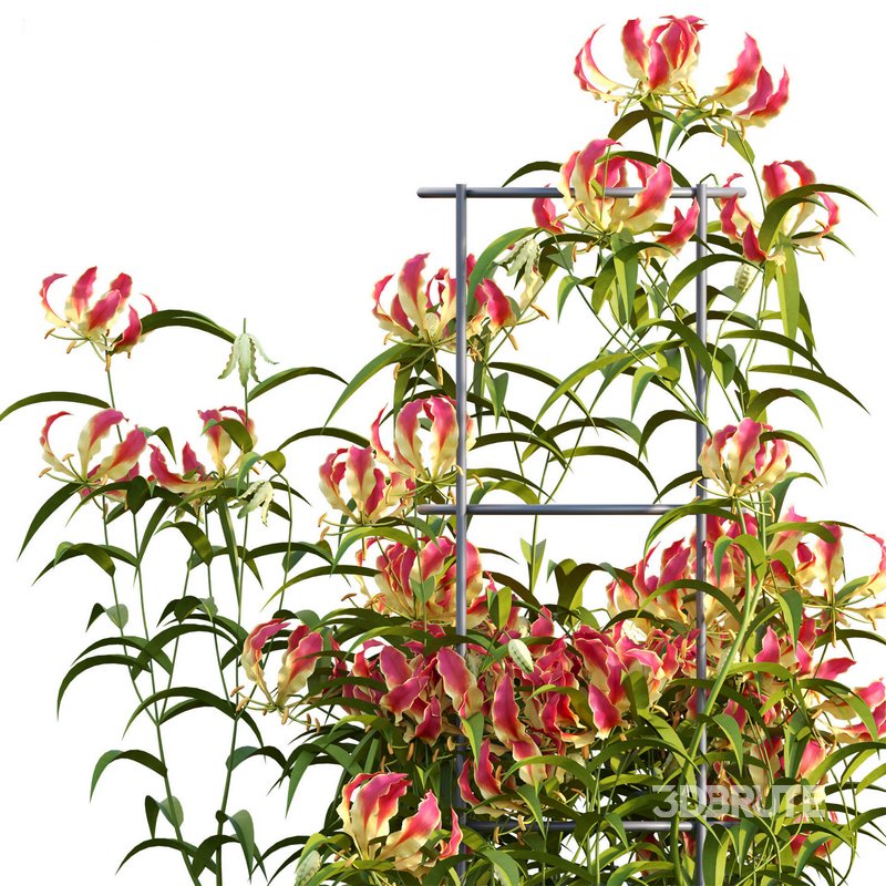 Gloriosa Lily – Flame lily – Climbing Lily Image 4