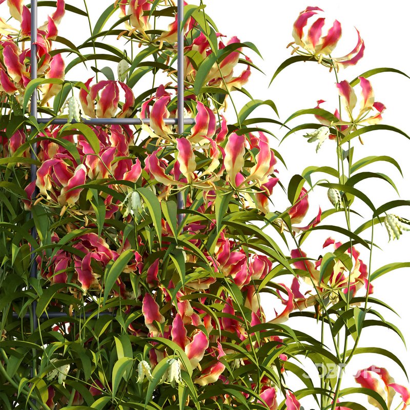 Gloriosa Lily – Flame lily – Climbing Lily Image 3