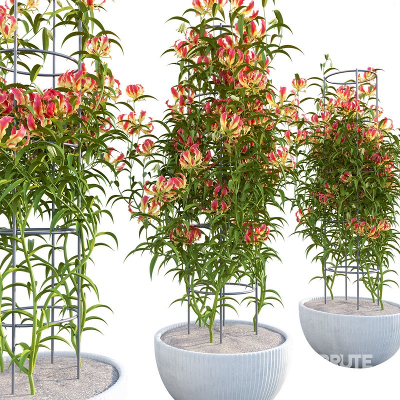 Gloriosa Lily – Flame lily – Climbing Lily Image 2